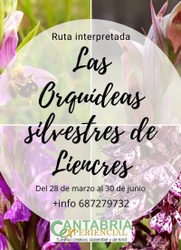 'Las orquídeas silvestres de Liencres' ...