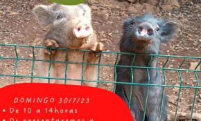 Jornada voluntariado animal - Refugio ...