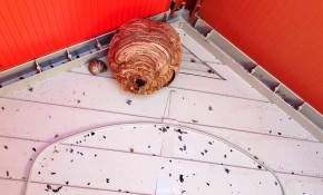 Eliminados más de 40 nidos de avispa ...