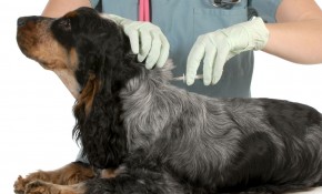 El Ayuntamiento de Piélagos ...