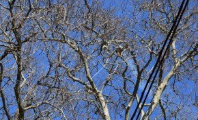 El Ayuntamiento de Piélagos elimina ...