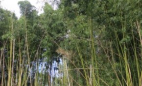 En marcha un catálogo de las especies ...