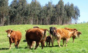 El Ayuntamiento de Piélagos informa a ...