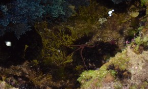 Sarafis mareales nocturnos, una ...