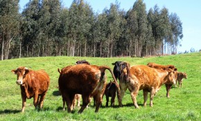La campaña de saneamiento ganadero ...