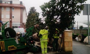 El Ayuntamiento de Piélagos trasplanta ...