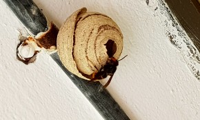 En marcha, por cuarto año consecutivo, ...