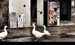 ¿Qué comercios son y dónde están?