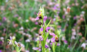 Una veintena de especies de orquídeas ...