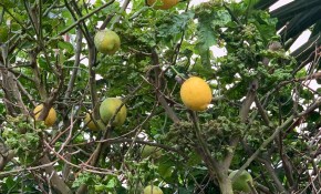 El Gobierno de Cantabria solicita a los ...