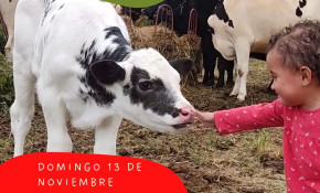 El Refugio animal ‘La manada ...