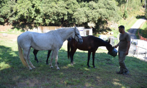 El Refugio animal ‘La manada ...