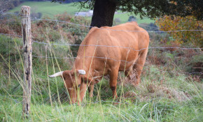 El Ayuntamiento de Piélagos abre hasta ...