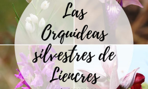 La ruta guiada ‘Las orquídeas ...