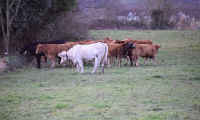 El Ayuntamiento de Piélagos abrirá ...