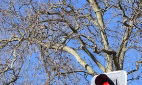 El Ayuntamiento de Piélagos elimina ...