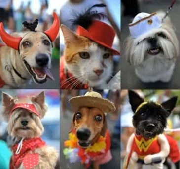 I Desfile solidario canino y felino