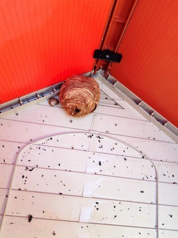 Eliminados más de 40 nidos de avispa ...