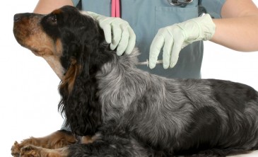 El Ayuntamiento de Piélagos ...