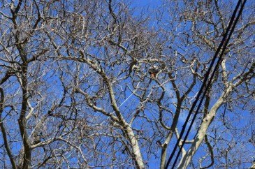 El Ayuntamiento de Piélagos elimina ...