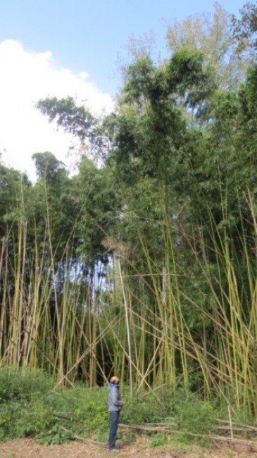 En marcha un catálogo de las especies ...