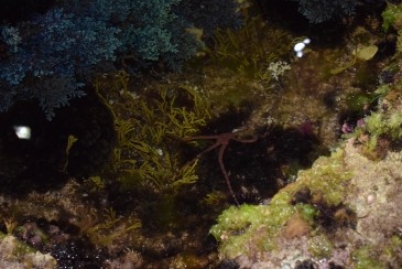 Sarafis mareales nocturnos, una ...