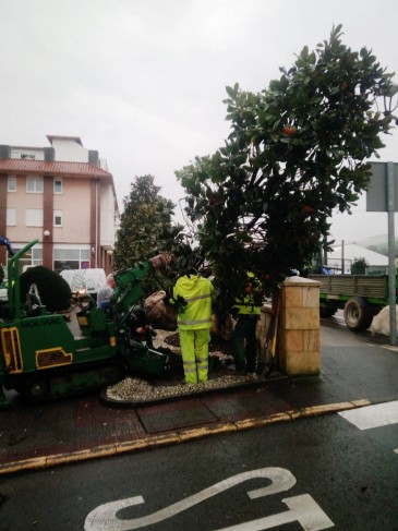 El Ayuntamiento de Piélagos trasplanta ...