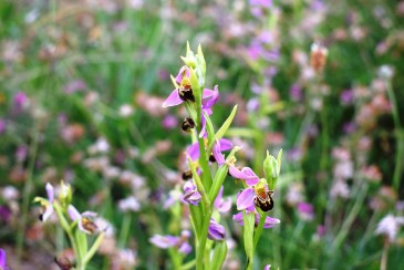 Una veintena de especies de orquídeas ...