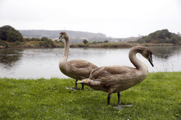 Cantabria activa el protocolo de ...