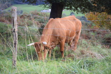 El Ayuntamiento de Piélagos abre hasta ...