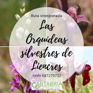 La ruta guiada ‘Las orquídeas ...