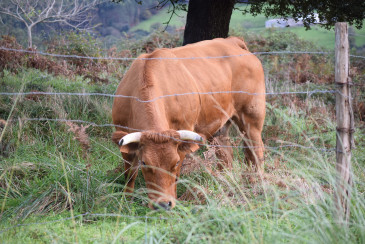 El Gobierno de Cantabria pondrá en ...