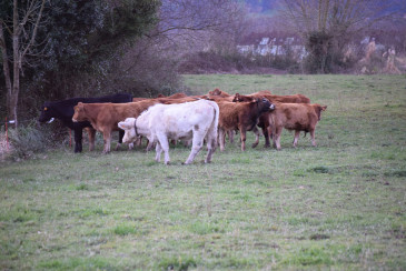 El Ayuntamiento de Piélagos abrirá ...